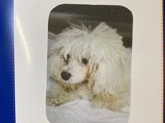 -美联众合动物医院·24h转诊中心