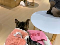 -南京宠物基地·宠物狗宠物猫售卖(南京店)