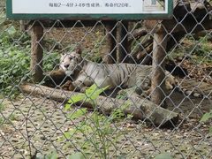 -合肥野生动物园