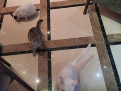 -猫色咖啡·猫咖