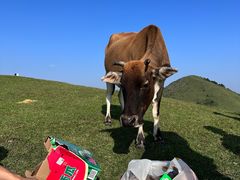 -大姆山草场