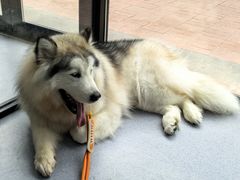 -宠物星动物医院·眼科·异宠·猫科(江南大道总院)