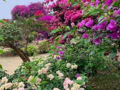 -中国科学院西双版纳热带植物园