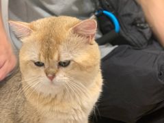 -有喵·猫咖·狗咖·30几只猫10只小狗(岗厦店)