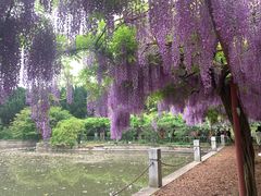 -嘉定紫藤园