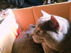 -猫猫幼稚园·撸猫·桌游·电玩