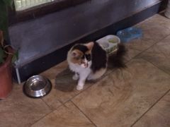 iphone_upload_pic-山色柴火烤披萨·原切牛扒