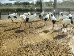 -盐城丹顶鹤湿地生态旅游区
