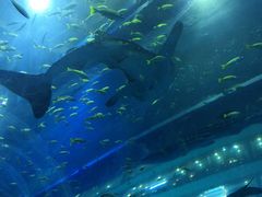 -成都浩海立方海洋公园