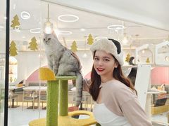 -喵园·猫主题咖啡厅·撸猫·猫咖(国贸店)