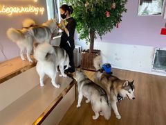 -Husky Go! 哈士奇体验馆·宠物咖啡厅狗咖