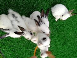 -萌宠亲子动物乐园(槐房万达店)