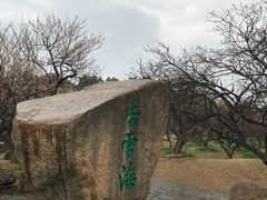 -香雪海