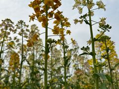 -中国天府农业博览园