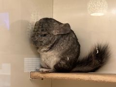 -龙猫仔乐园(惠福东路店)