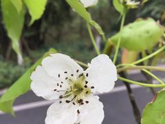 -都江堰中华大熊猫苑