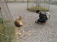 -鹿境梅花鹿生态园区