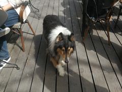 -VESH COFFEE(定西路店)