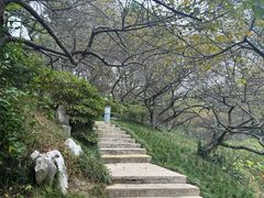 -青枫公园