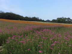 -大连铭湖国际观光牧场