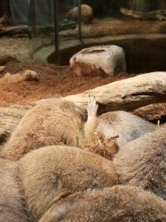 -Zoolung Zoolung动物主题公园(海信广场店)