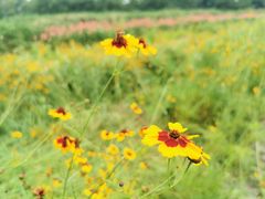 -桤木河湿地公园