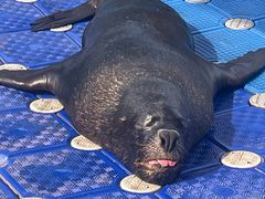 -海合安成都极地海洋公园