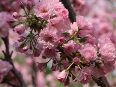 -天适樱花悠乐园