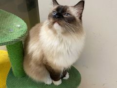 -猫在这儿猫咪咖啡馆·撸猫馆