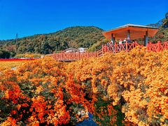 -广州市石门国家森林公园