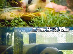 -上海野生动物园