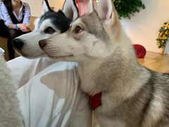 -Husky Go! 哈士奇体验馆·宠物咖啡厅狗咖