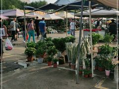 -中环花鸟鱼虫市场