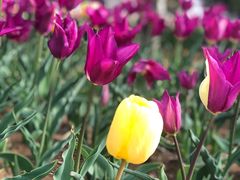 -原山国家森林公园