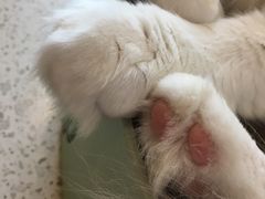 -飞行喵MR PILOT|猫舍·猫咖(静安大融城店)