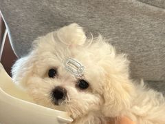 -天使宠物医院·犬猫分诊(彩虹店)