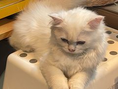 -独音唱片 Indie Music