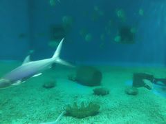 -北戴河圣蓝海洋公园