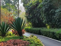 -中国科学院西双版纳热带植物园