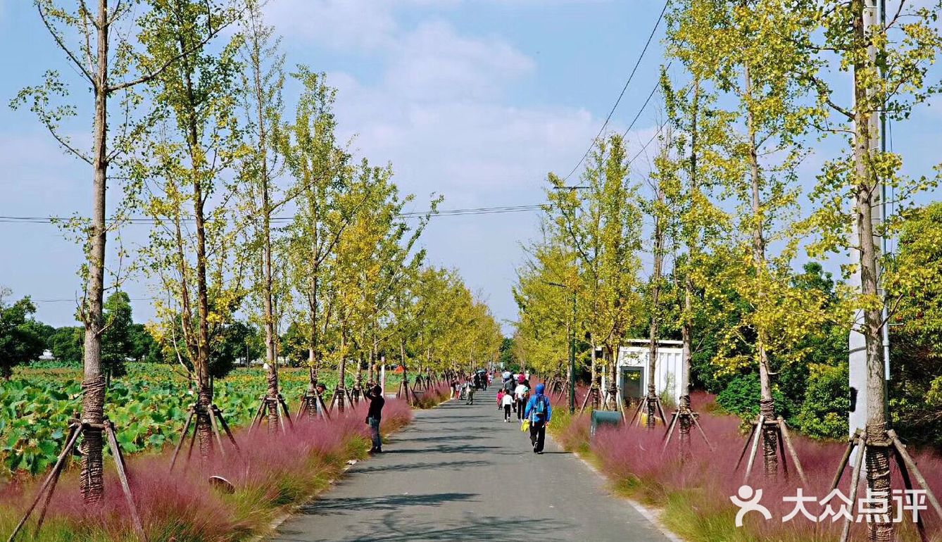 上海游攻略｜打卡小众景点嘉北郊野