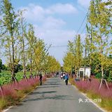 上海游攻略｜打卡小众景点嘉北郊野