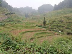 -紫鹊界梯田景区