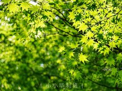 -牛背梁国家森林公园
