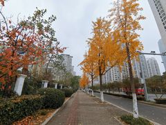 -鲍师傅糕点(观前街店)