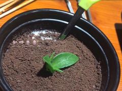 甜点-曼听小寨海鲜烧烤(锦绣mini店)