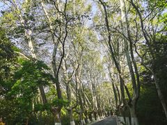 -紫金山山顶公园