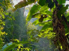 -西双版纳原始森林公园