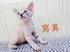 -十年猫舍·猫咪专门店(普陀店)