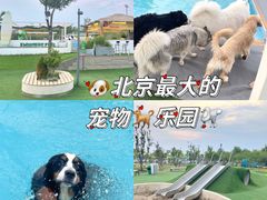 -爪吧宠物乐园·宠物泳池(温榆河示范区店)