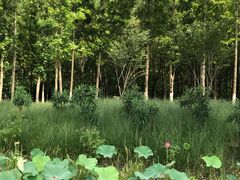 -昆山城市生态森林公园